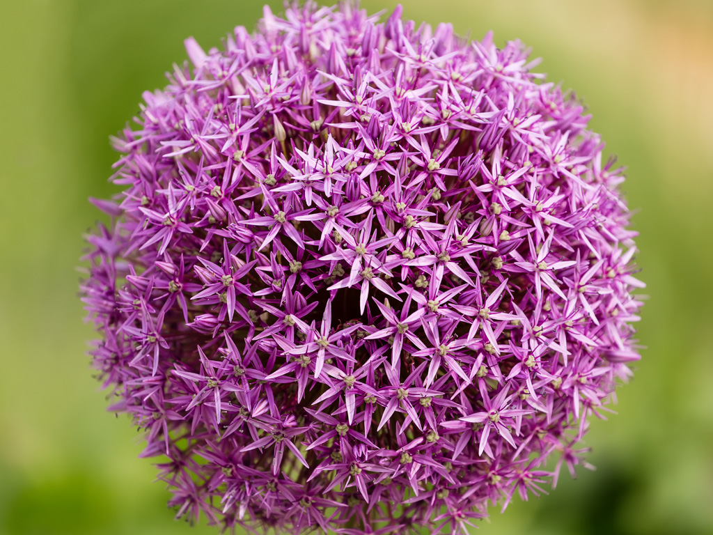 Allium Bulbs