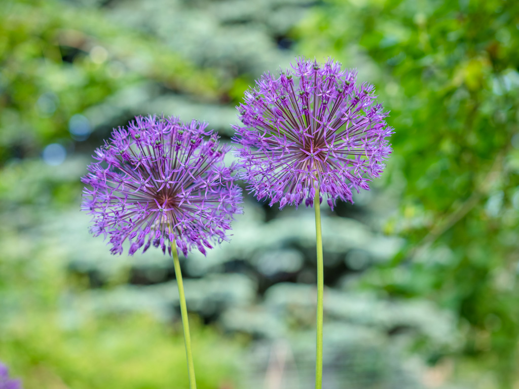 Allium bulbs on soil.