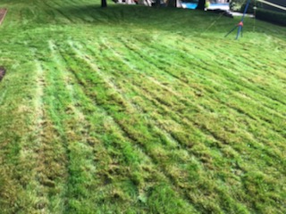 This is a lawn that was cut too short