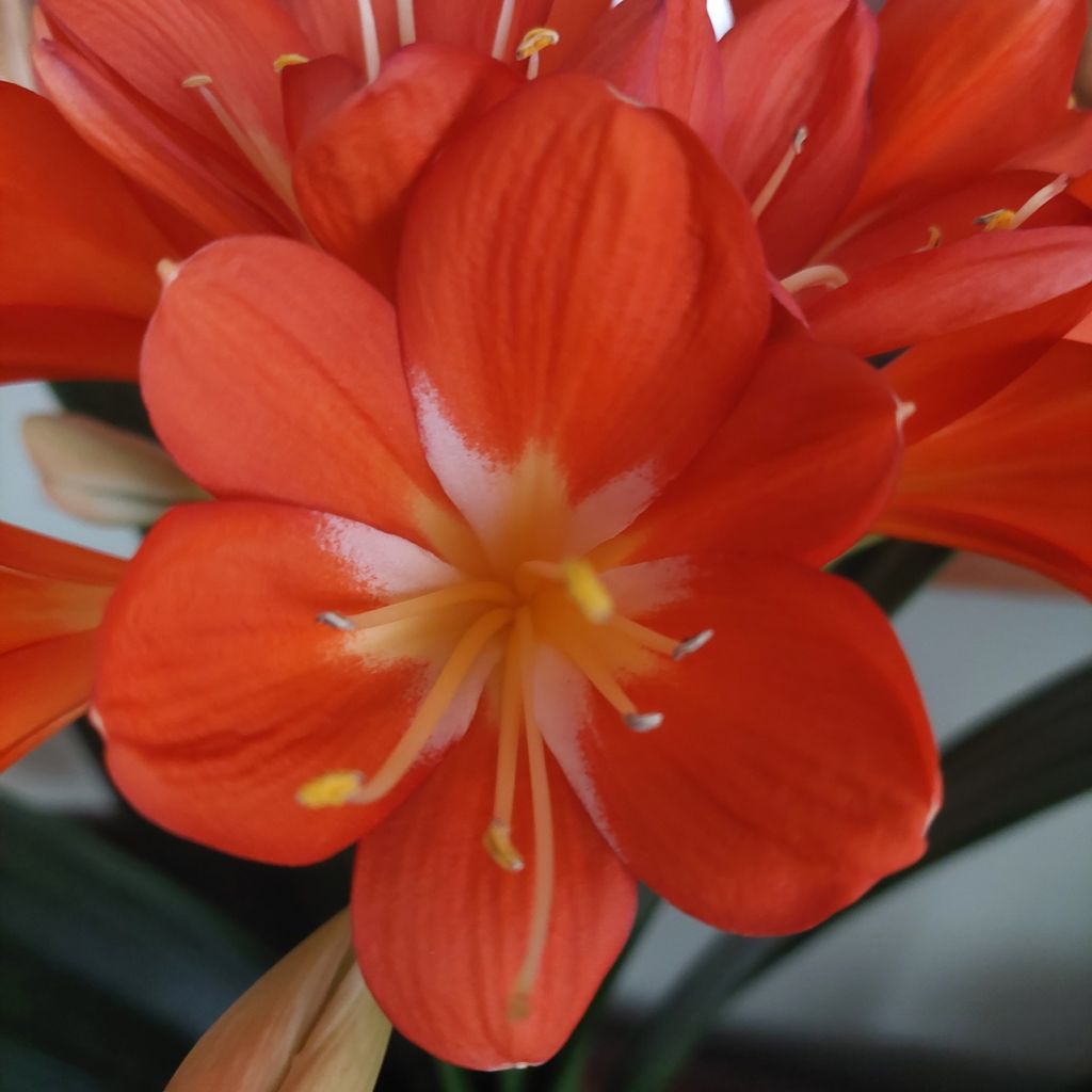 Clivia