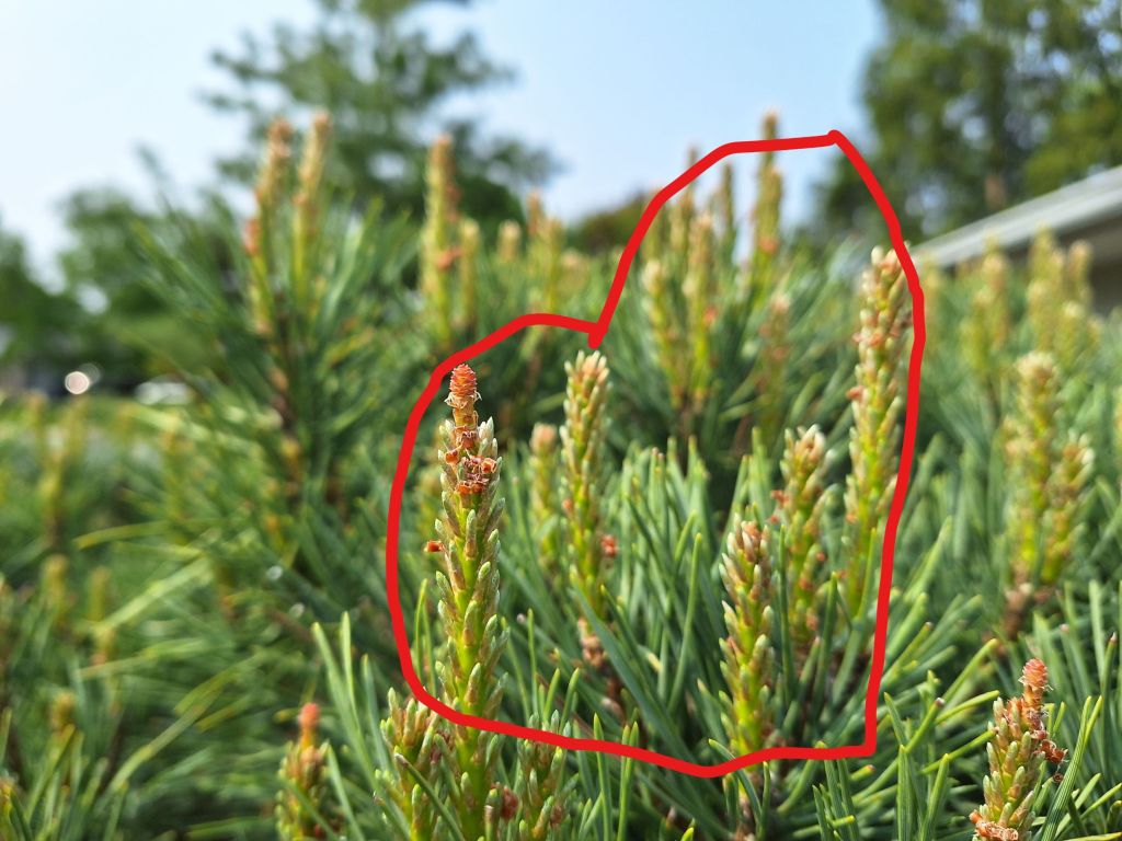 These are the candles on the Dwarf Scots Pine. 