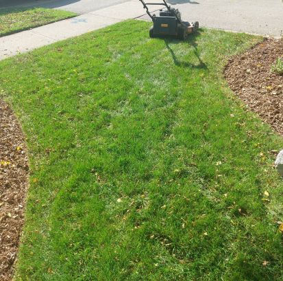 This is a lawn that we mulched the leaves into. It is not as pristine as removing the leaves but much better for the lawn and the soil. This photo was takes near the end of September.